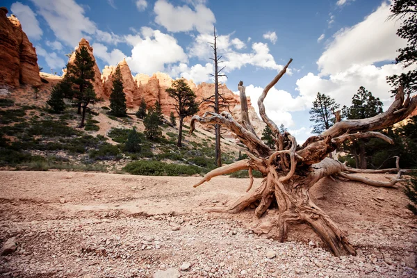 Parco nazionale del Bryce Canyon — Foto Stock