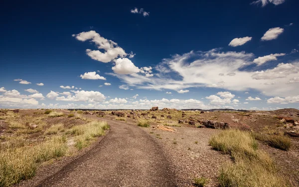 Národní park Petrified forest — Stock fotografie