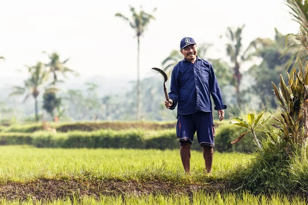 Hombre trabajando en el campo de arroz — Foto de Stock