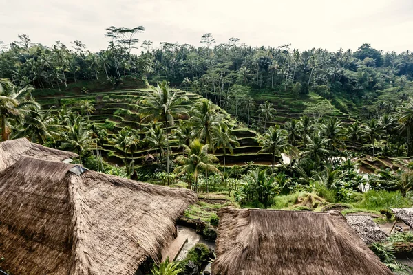 Terrasses de riz à Bali — Photo