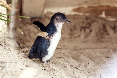 küçük penguen yan profili