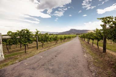 Hunter valley üzüm bağları
