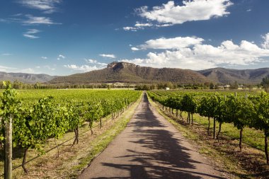Hunter valley üzüm bağları