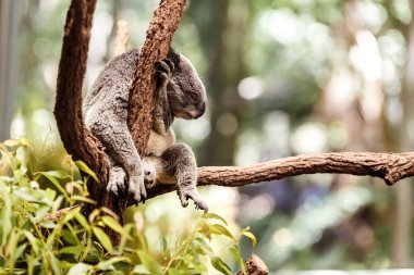 Ağaçtaki Koala.