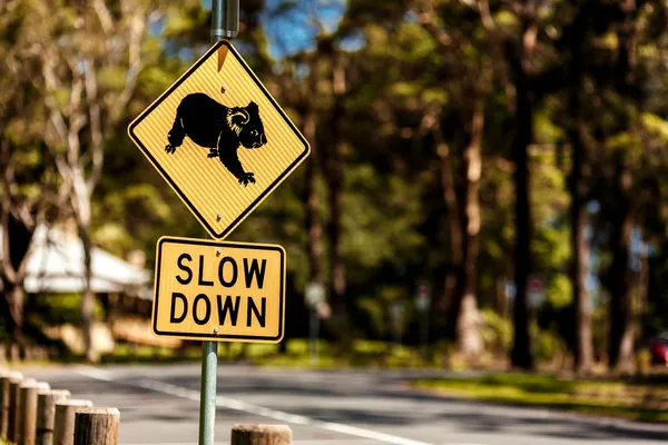 Sinal de cruzamento de Koala — Fotografia de Stock