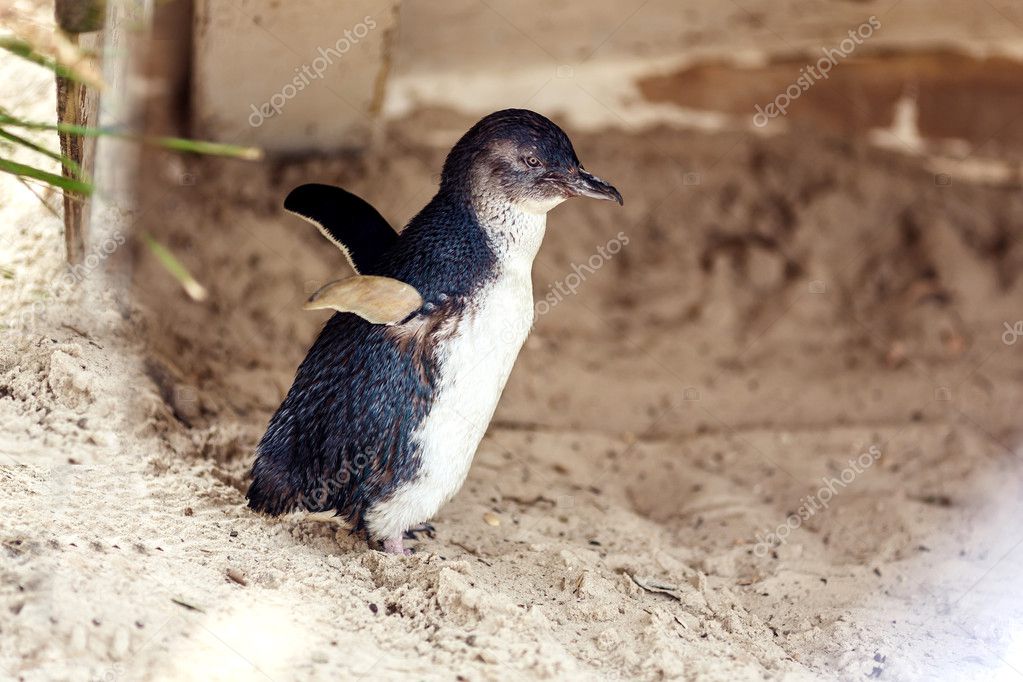 Penguin