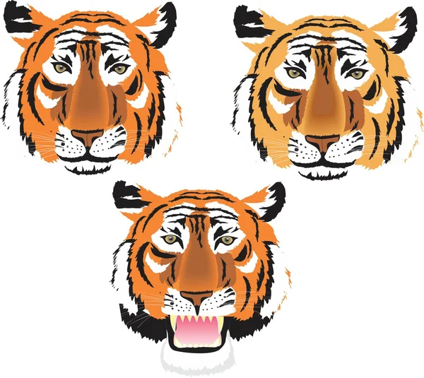Cabezas de tigre — Vector de stock
