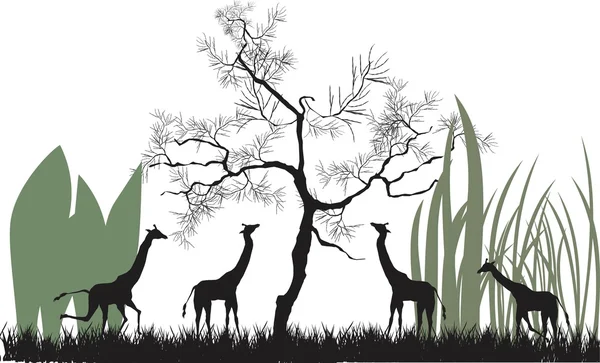Girafas em savana africana —  Vetores de Stock