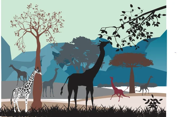 Zürafalar Afrika Savannah