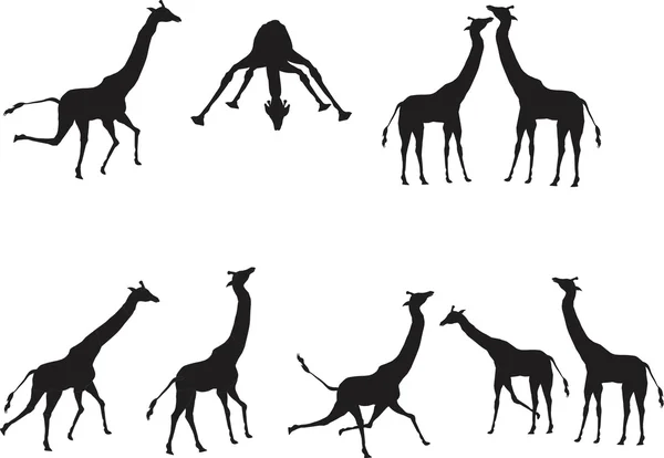 Giraffes images set — Stock Vector