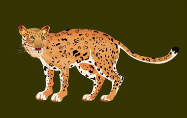 Jaguar büyük avcı kedisi, vektör görüntüsünde izole edilmiş.