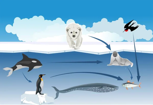 Polar Bear Walrust Ice Surface Wale Fishes Sea Depth Vector —  Vetores de Stock