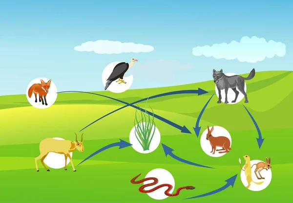 Food Chain Desert Connections Animals Birds Plants — Wektor stockowy