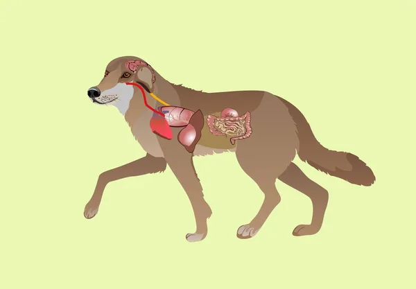 Hund Und Seine Anatomie Vektorillustration — Stockvektor