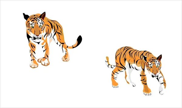 Ensemble Vectoriel Couple Tigre Isolé — Image vectorielle