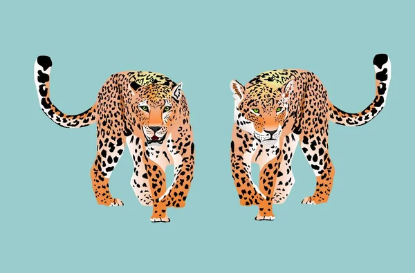 Couple Leopards Stand Pose Looks Strait Colorfull Vector — Archivo Imágenes Vectoriales