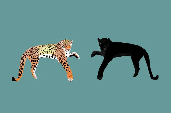 Couple Leopards Stand Pose Looks Strait Colorfull Vector —  Vetores de Stock