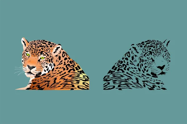 Couple Leopard Heads Vector — Stock Vector