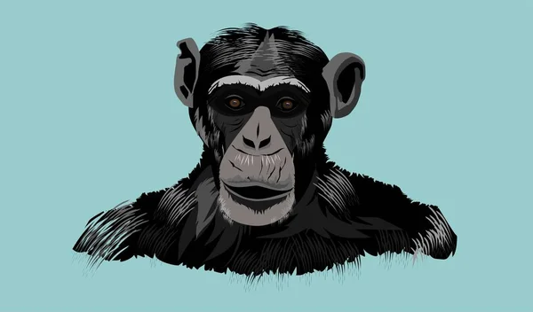 Opičí Hlava Trup Šimpanze Izolovaném Vektoru — Stockový vektor