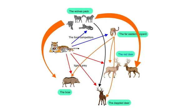 Food Chain Siberian Taiga Ecosystem Tiger Wolf Deer — Wektor stockowy