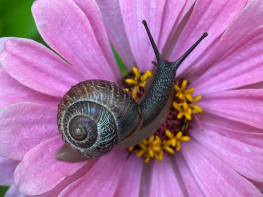 Salyangoz pembe taçyaprakları olan bir çiçekte sürünür.