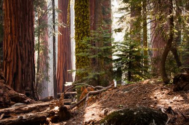 Sekoya Ulusal Parkı
