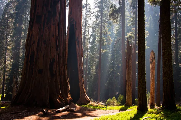 Parque Nacional de Sequoia — Fotografia de Stock