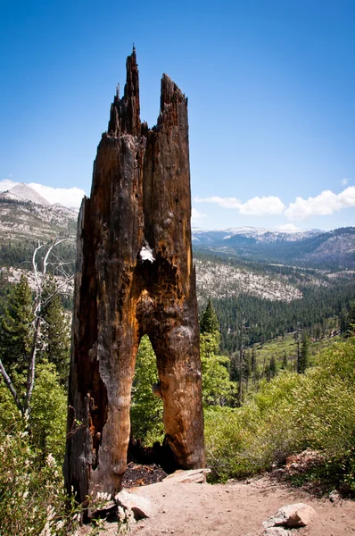 Árbol en el Parque Nacional Yosemite — Foto de Stock