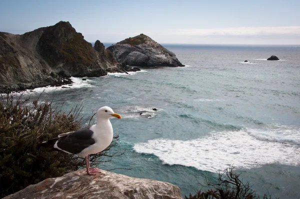 Seagull along the Pacific Coast Highway — Stock Photo, Image