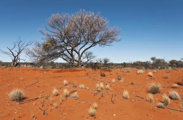 Outback — Stock Photo, Image