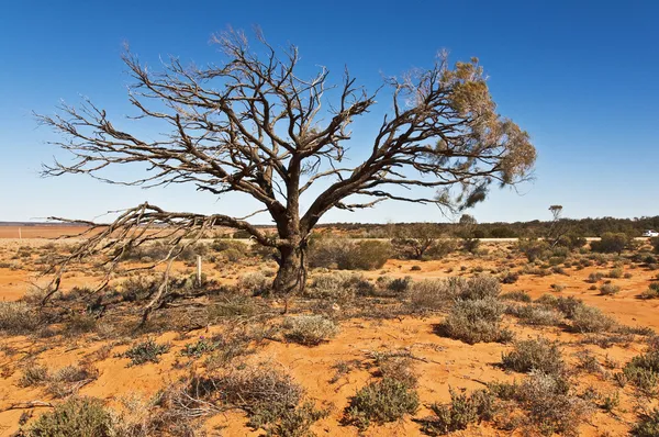 Outback — Stockfoto