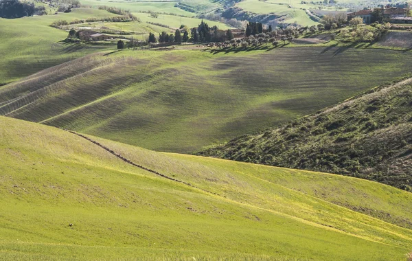 Chianti — Stock fotografie