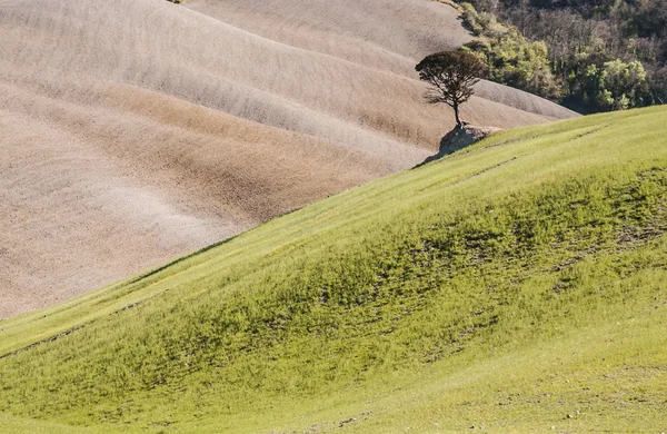 Chianti — Foto Stock