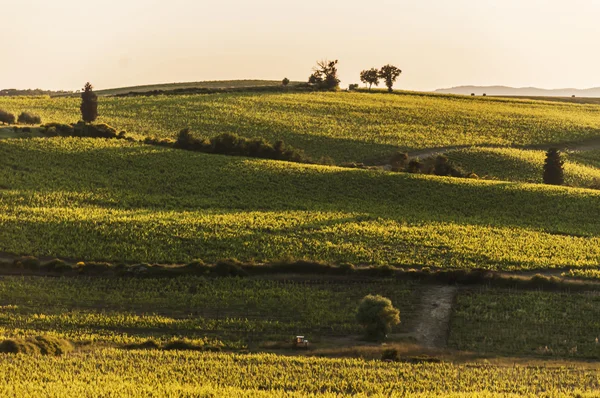 Campo toscano — Foto Stock