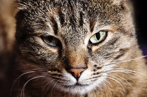 Faccia di gatto — Foto Stock