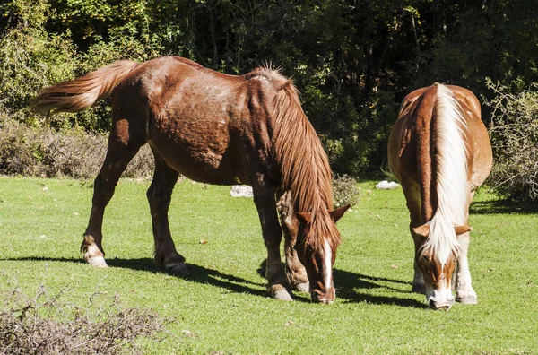 Caballo —  Fotos de Stock