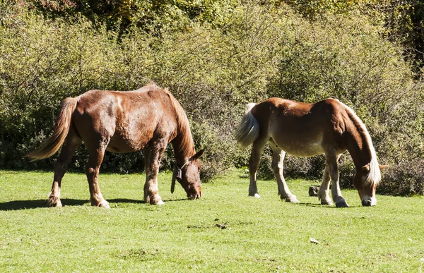 Caballo —  Fotos de Stock