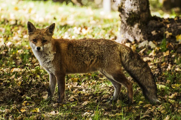 Der Fuchs — Stockfoto