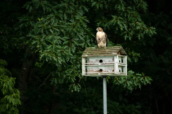 一座漂亮的木制鸟舍，上面有一只小鸟。这家鸟舍以木头为背景. — 图库照片