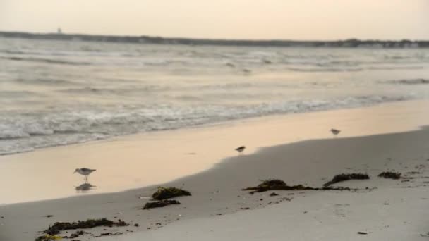 Video Kumsaldaki Dalgalardan Kaçan Küçük Kahverengi Kuşların Güzelliğini Gösteriyor — Stok video