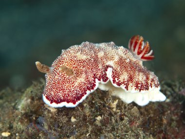 omurgasızını chromodoris reticulata