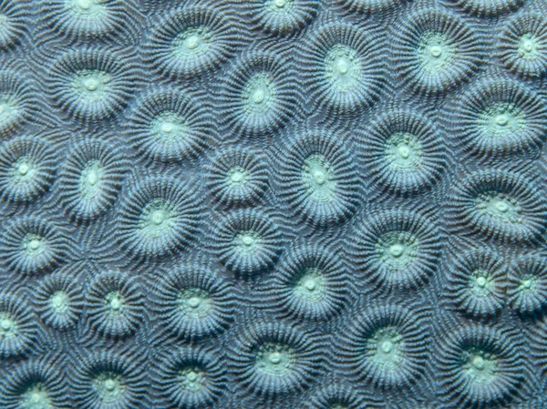 サンゴのテクスチャ — ストック写真