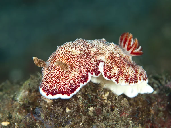 裸鳃亚目 chromodoris 网脉 — 图库照片