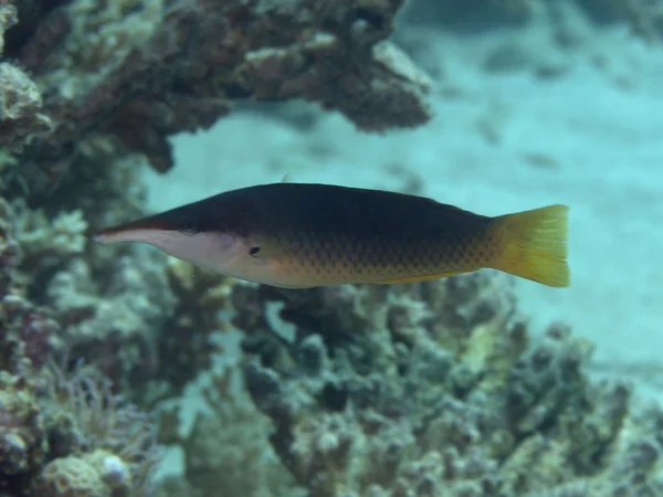 Grüner Vogelmundlippfisch — Stockfoto