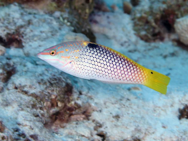 Chequerboard wrasse — Stock Photo, Image