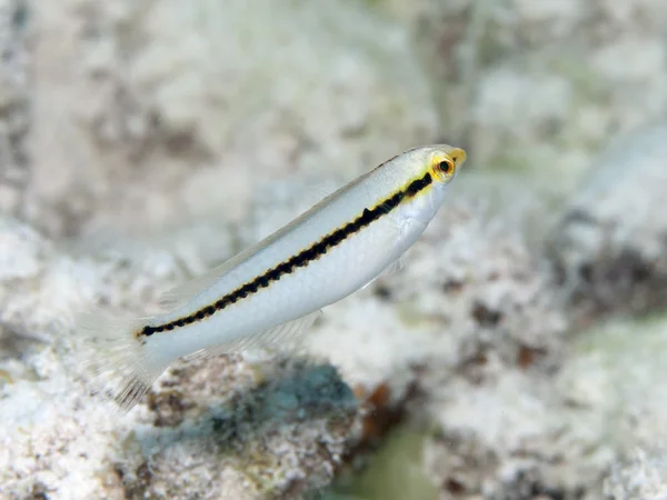 Ziguezague wrasse — Fotografia de Stock