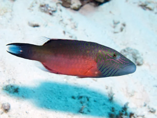 Bandwangenlippfisch — Stockfoto