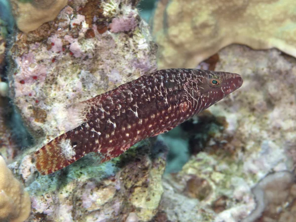 Zihinsel wrasse — Stok fotoğraf