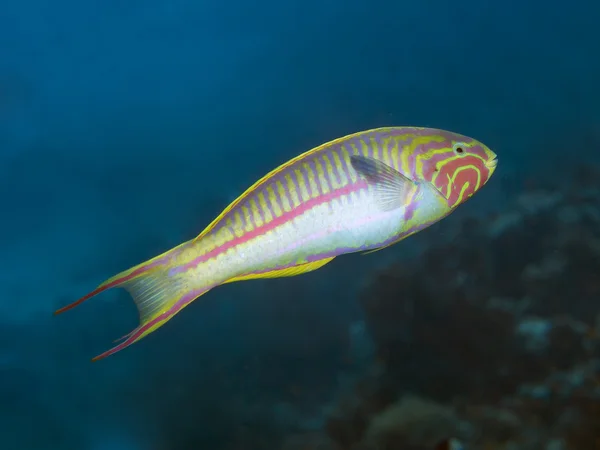 Klunzinger wrasse — Stok fotoğraf