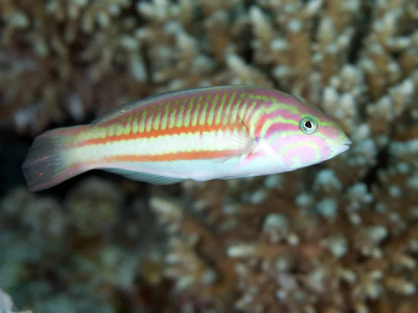 Klunzinger wrasse — Foto de Stock